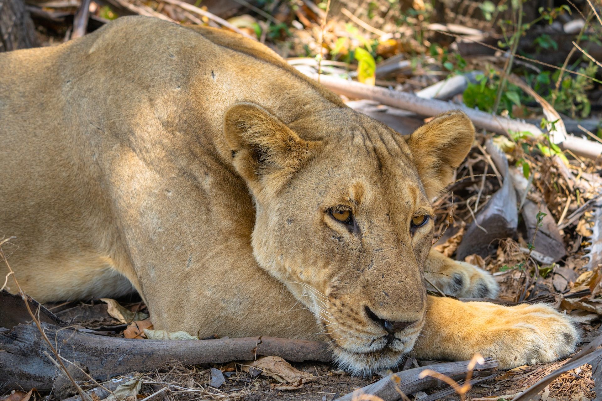 lion selous game reserve